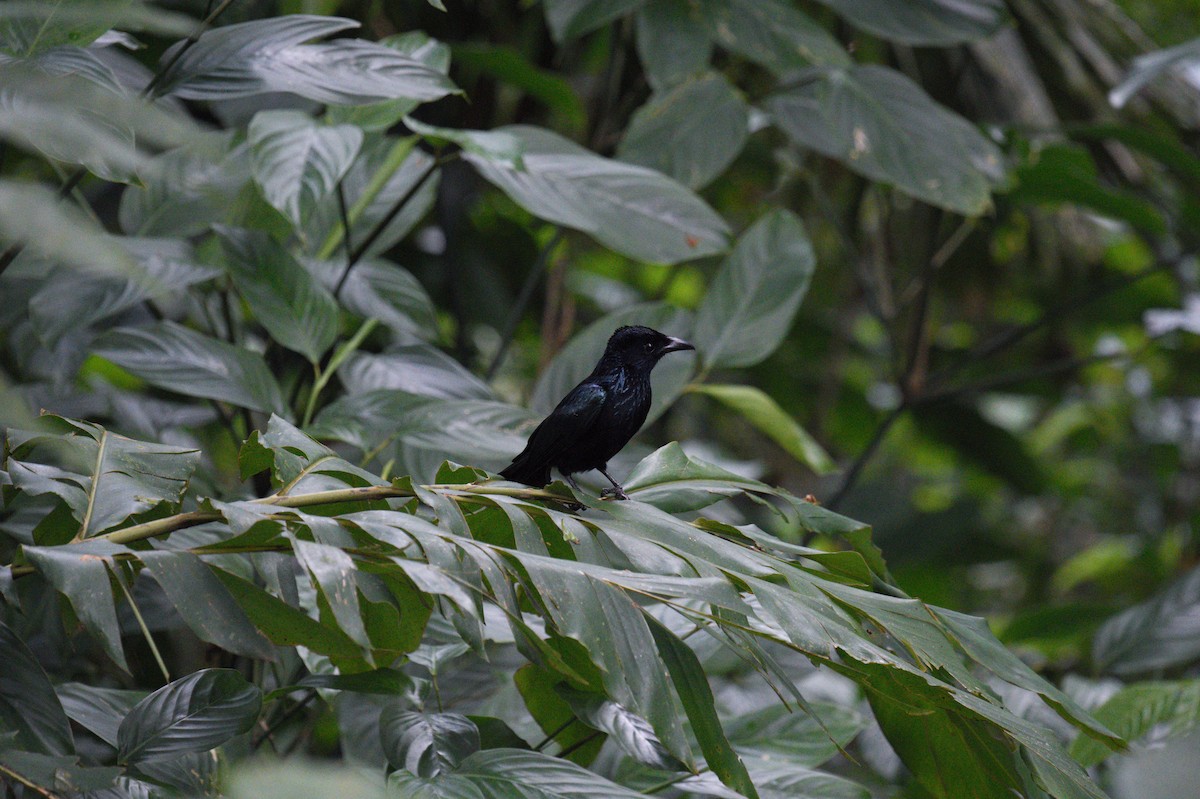 Palawan Drongo - ML635661092
