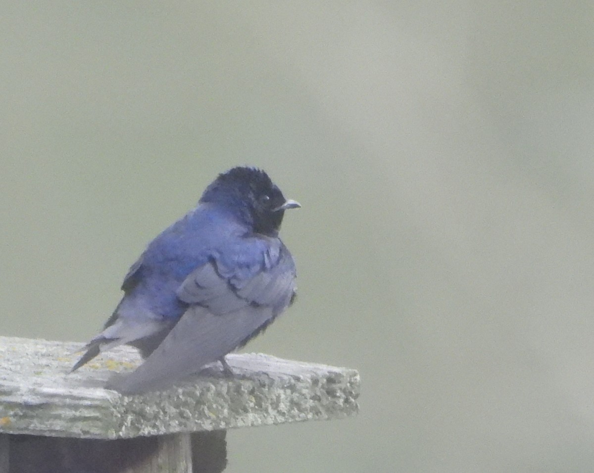 Purple Martin - ML635661130
