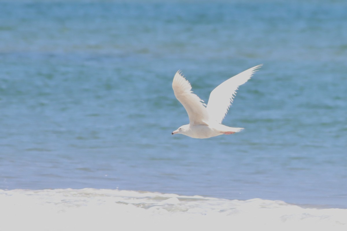 Glaucous Gull - ML635661161