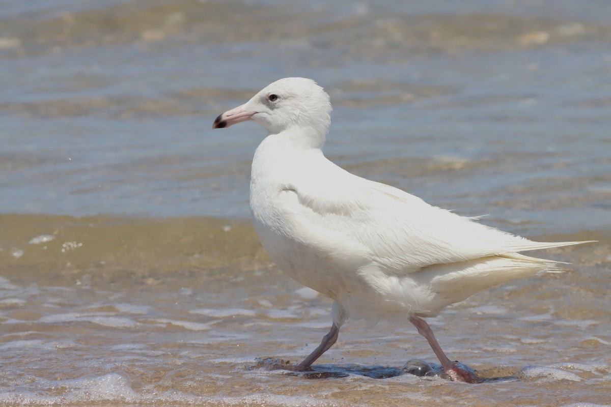 Glaucous Gull - ML635661162