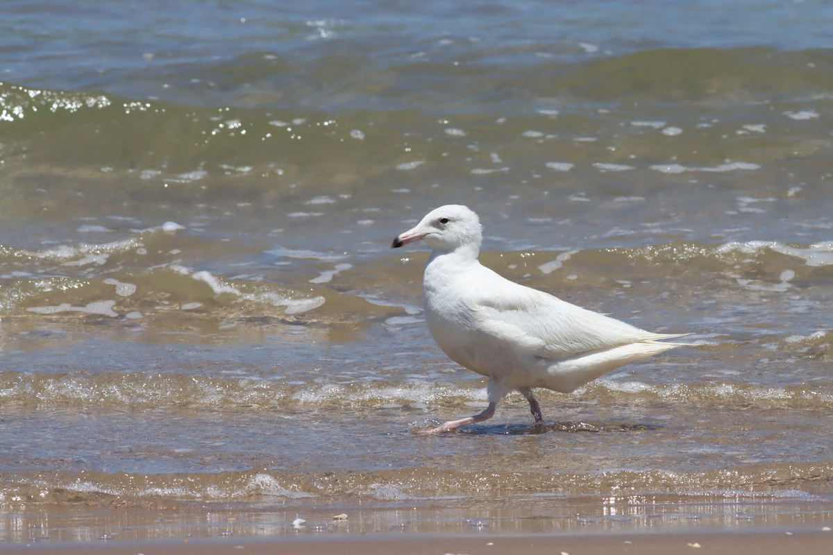 Glaucous Gull - ML635661163