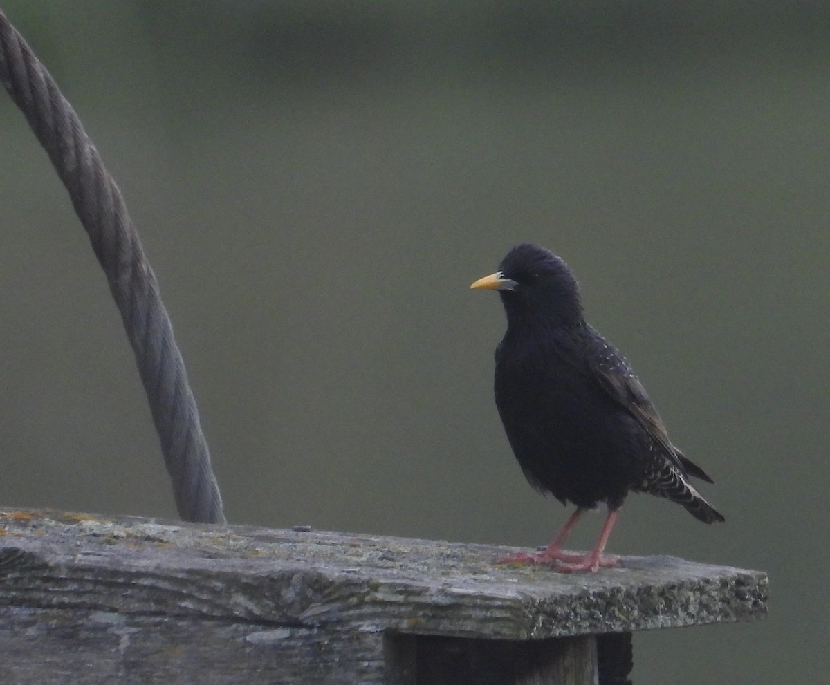 European Starling - ML635661175
