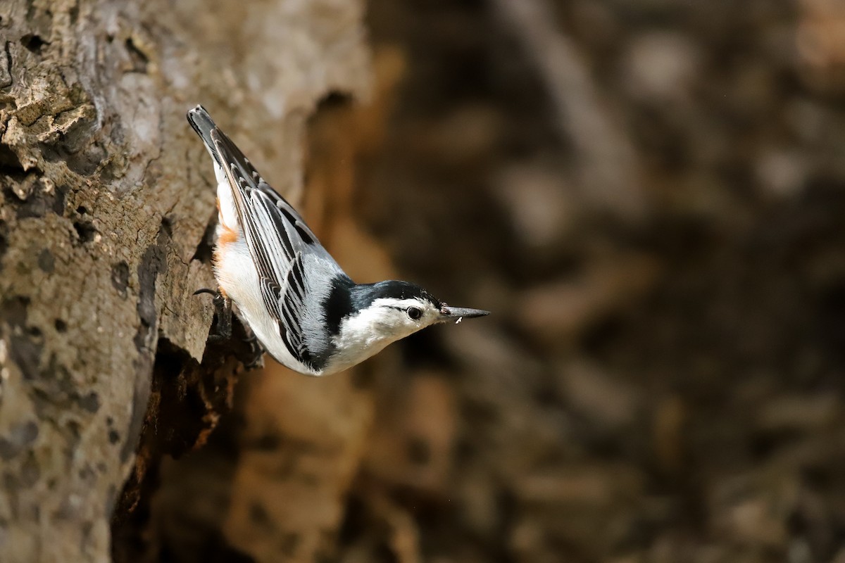 White-breasted Nuthatch - ML635661178