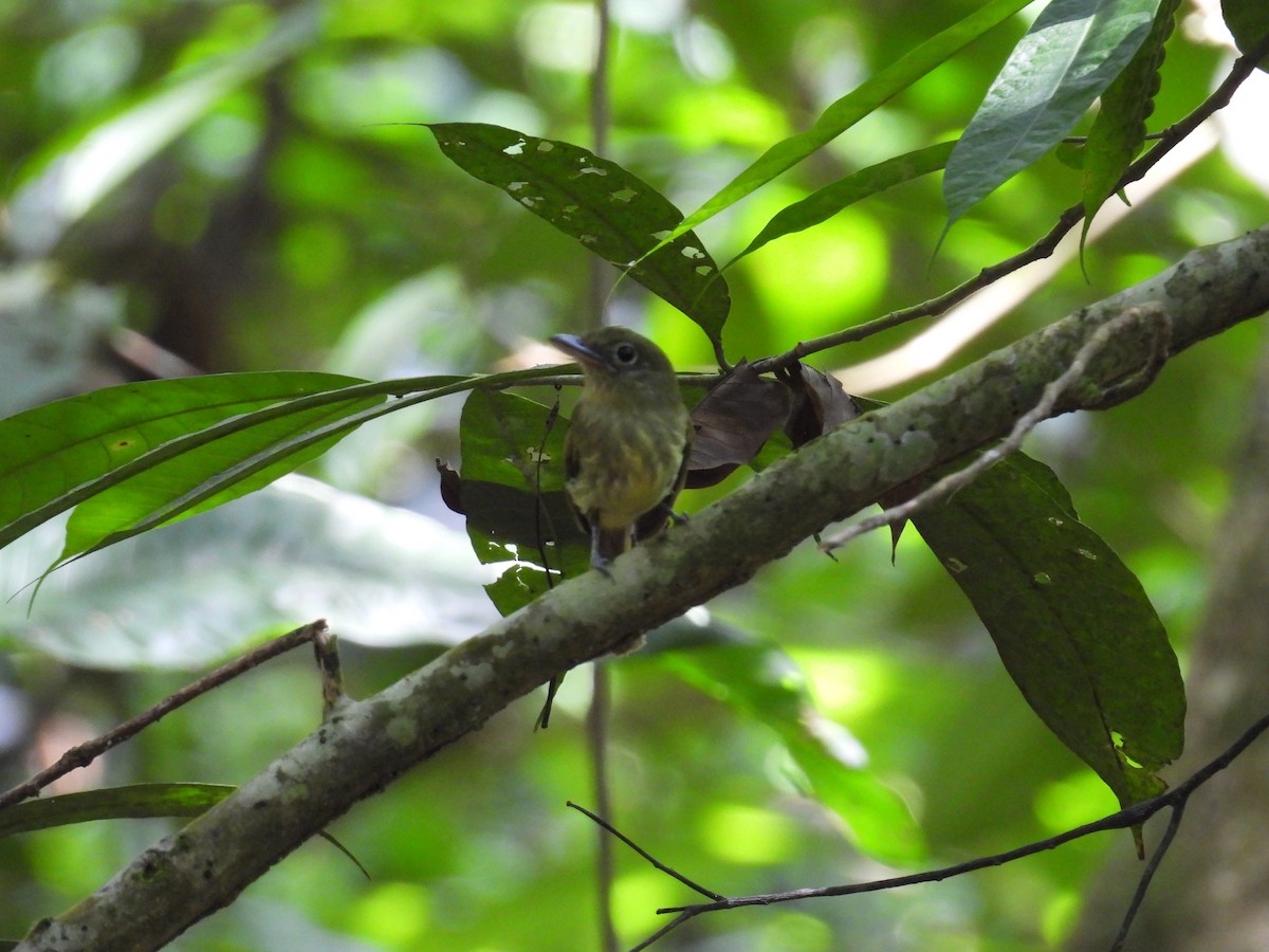 Pacific Flatbill - ML635661196
