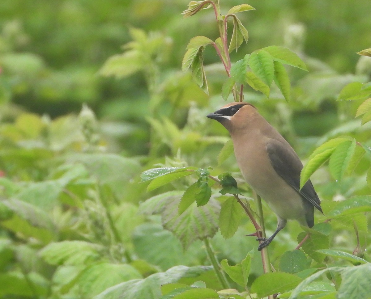Cedar Waxwing - ML635661200