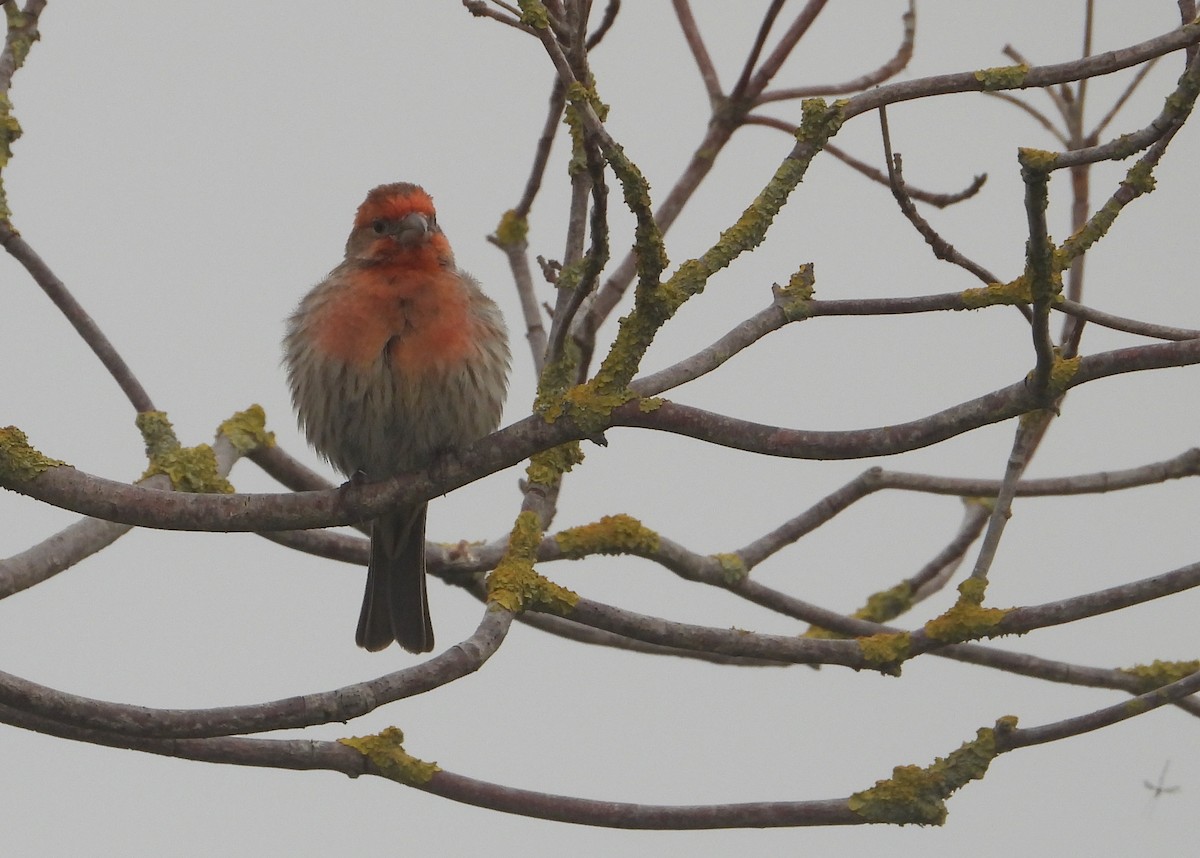House Finch - ML635661215