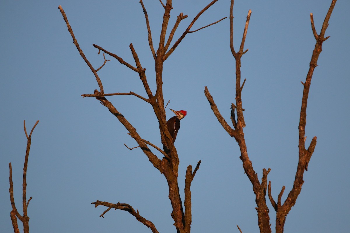 Pileated Woodpecker - ML635661246