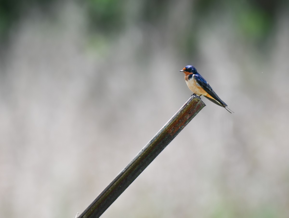 Kır Kırlangıcı (erythrogaster) - ML635661248
