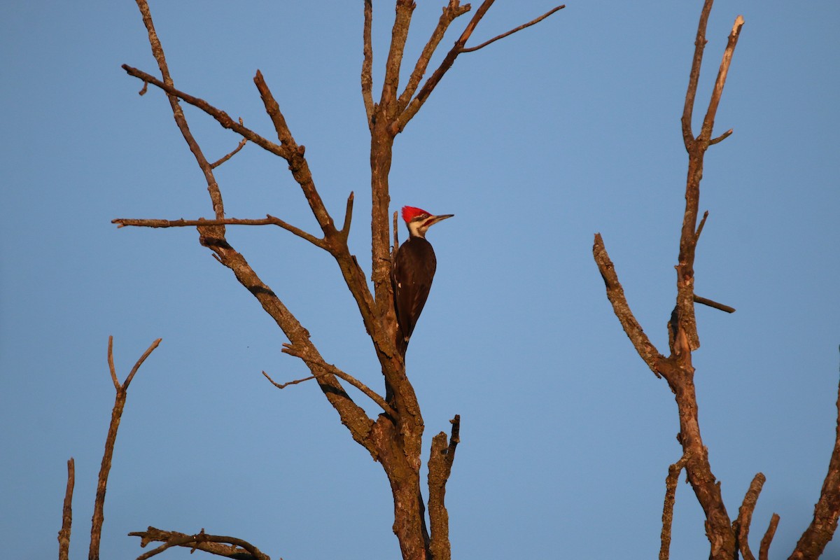 Pileated Woodpecker - ML635661250