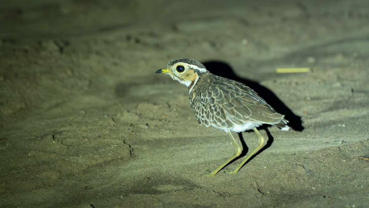 Three-banded Courser - ML635661277