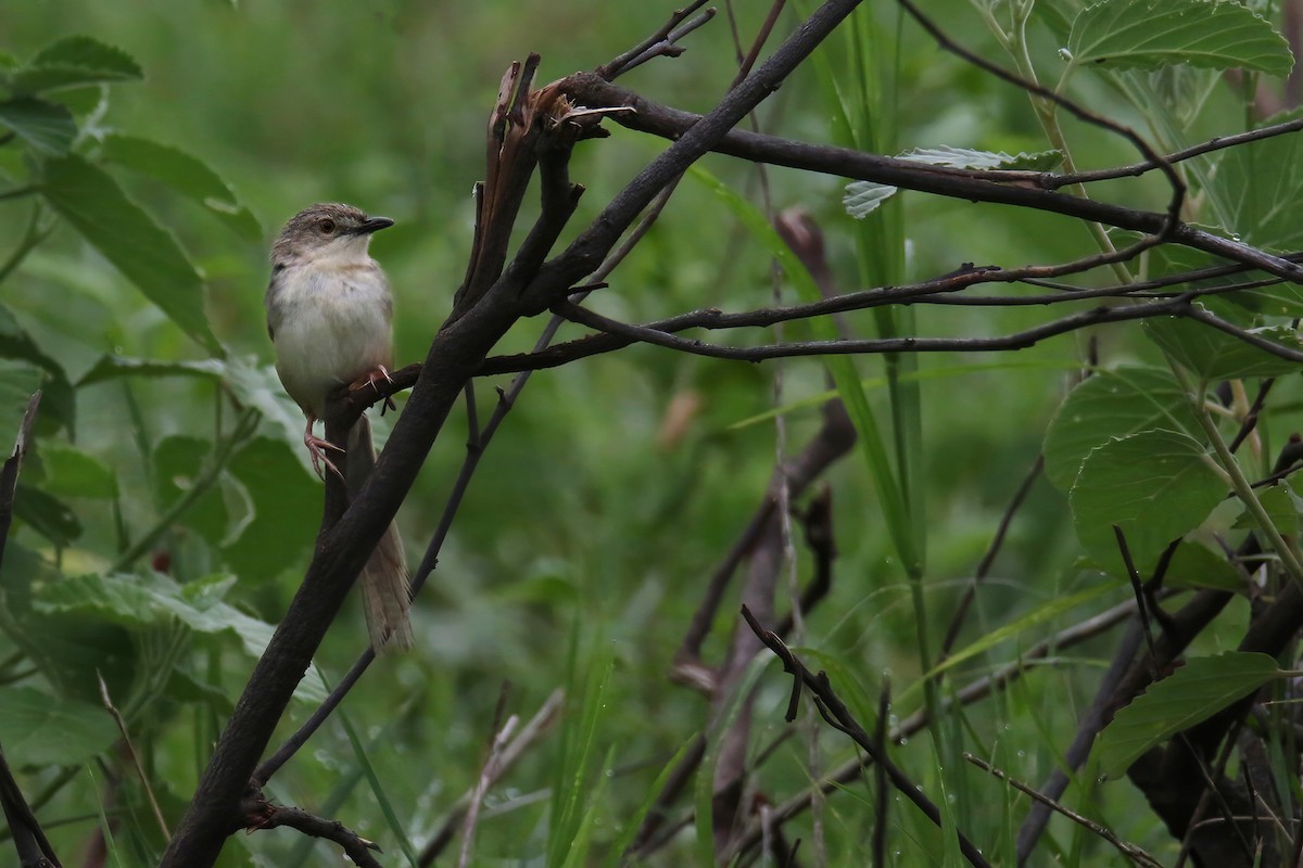 Brown Prinia - ML635661283