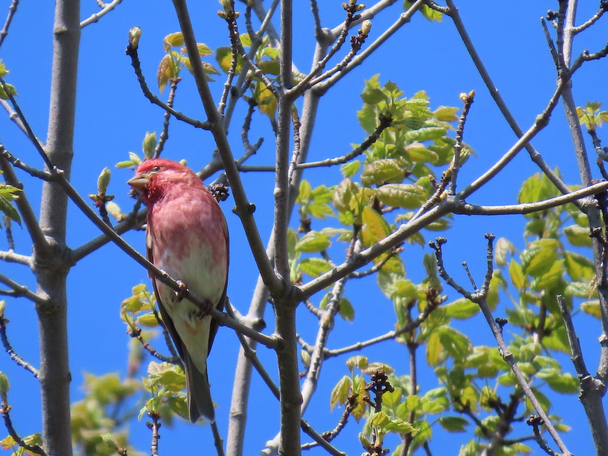 Purple Finch - ML635661439