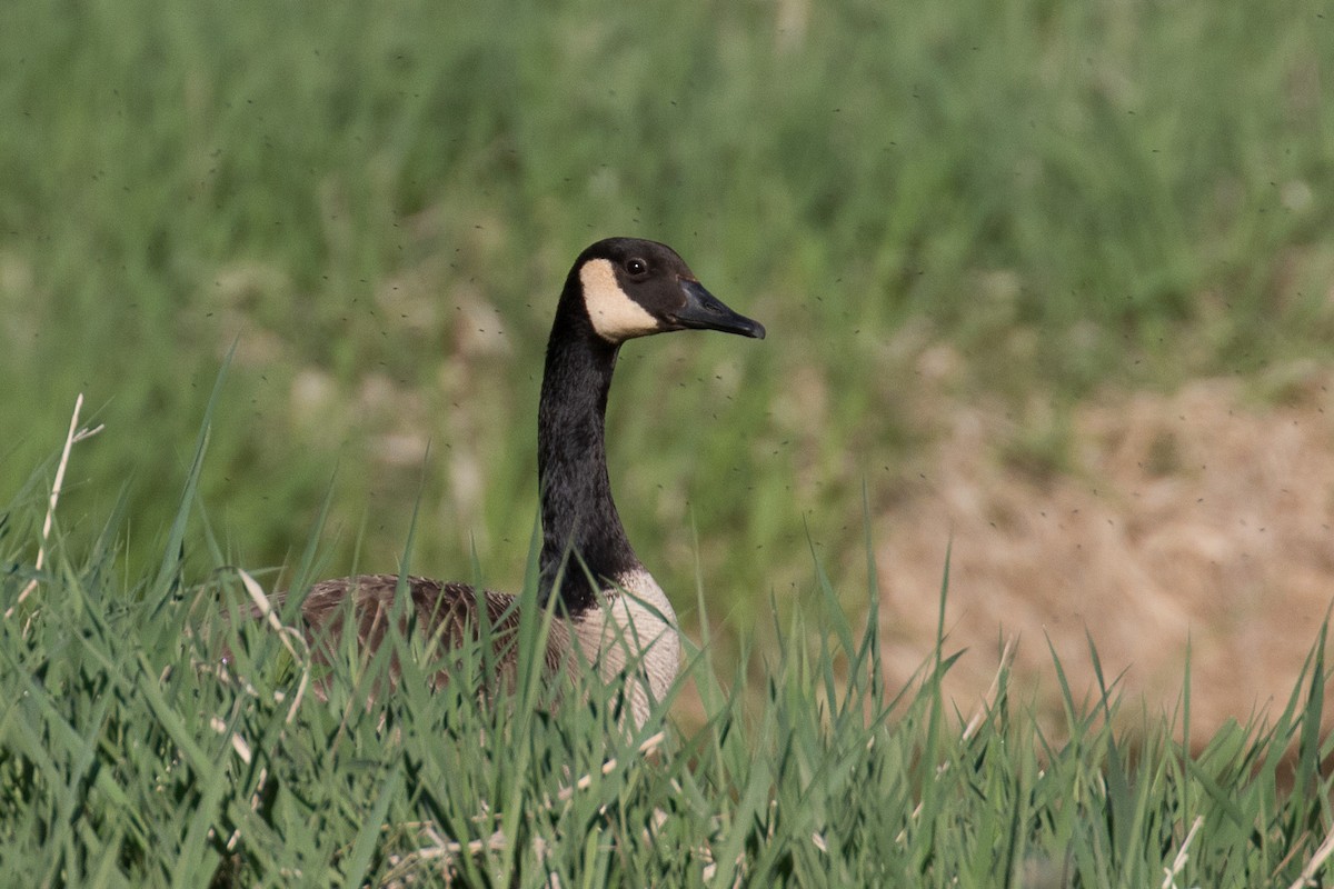 Canada Goose - ML635661485