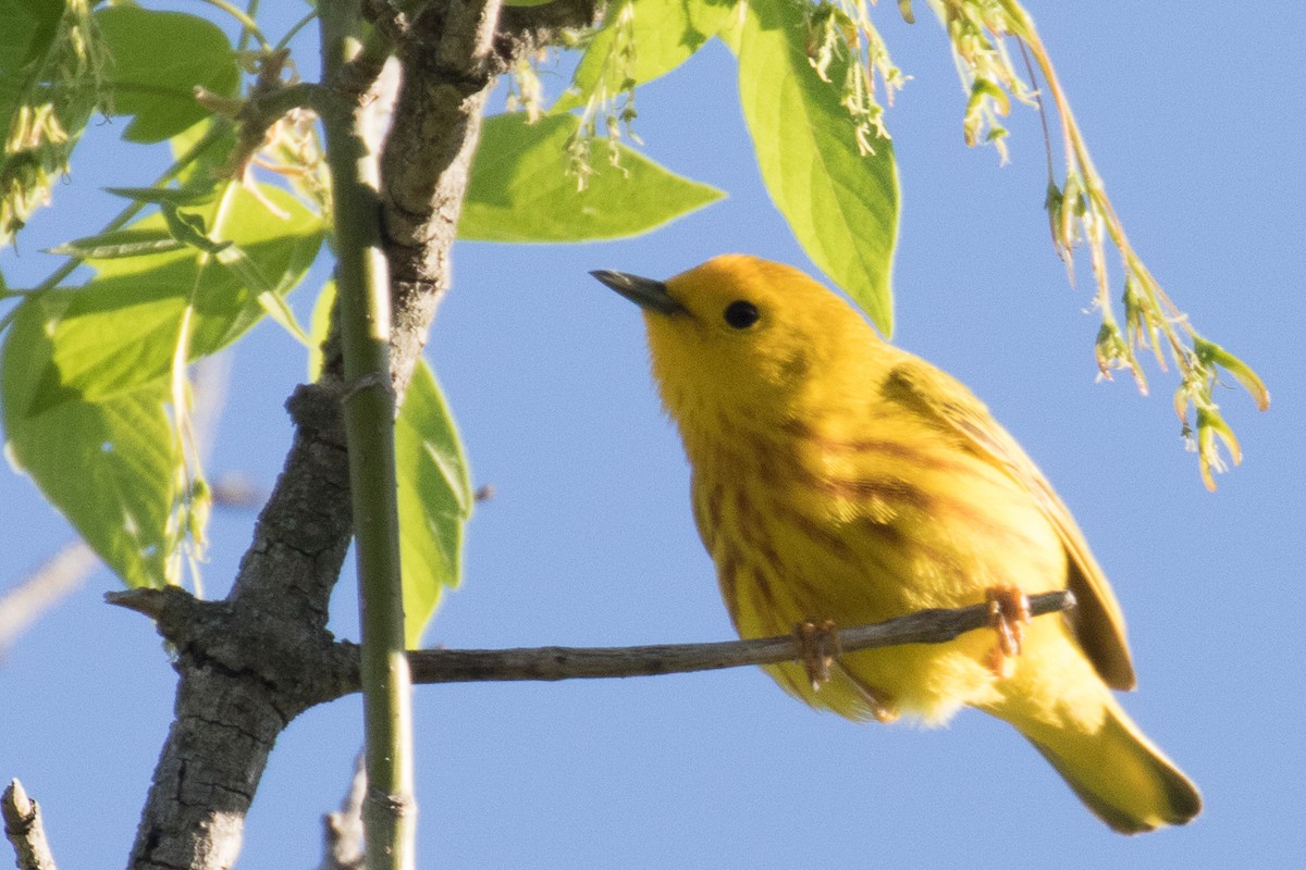 Yellow Warbler - ML635661523