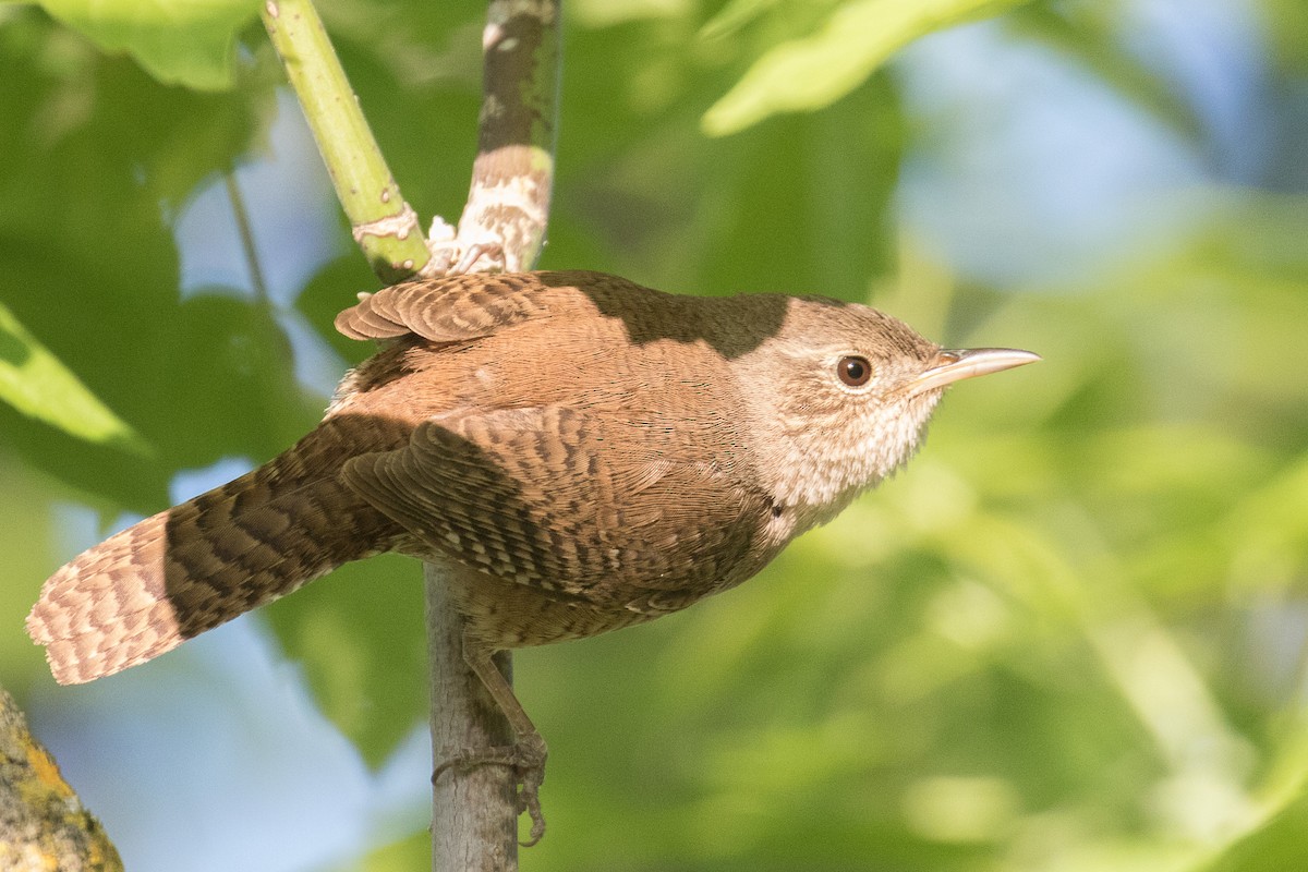Northern House Wren - ML635661552