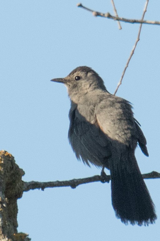 Gray Catbird - ML635661598