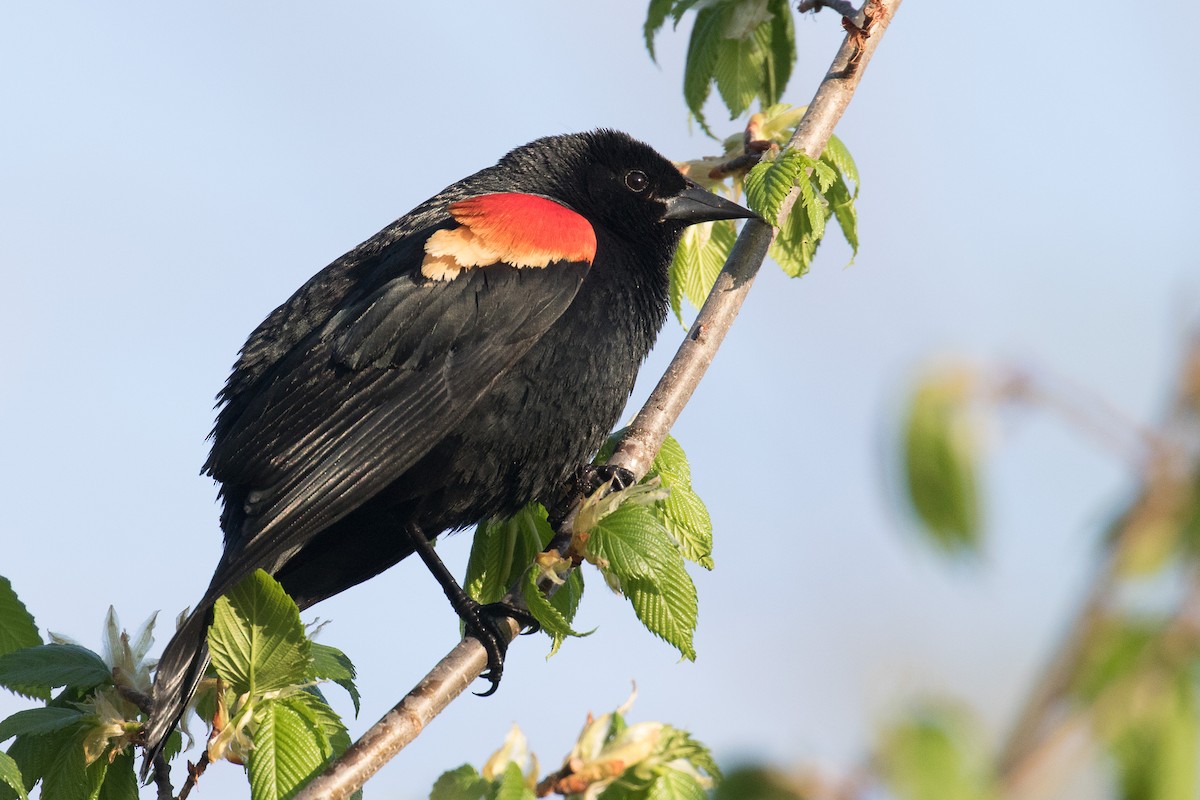 Red-winged Blackbird - ML635661623