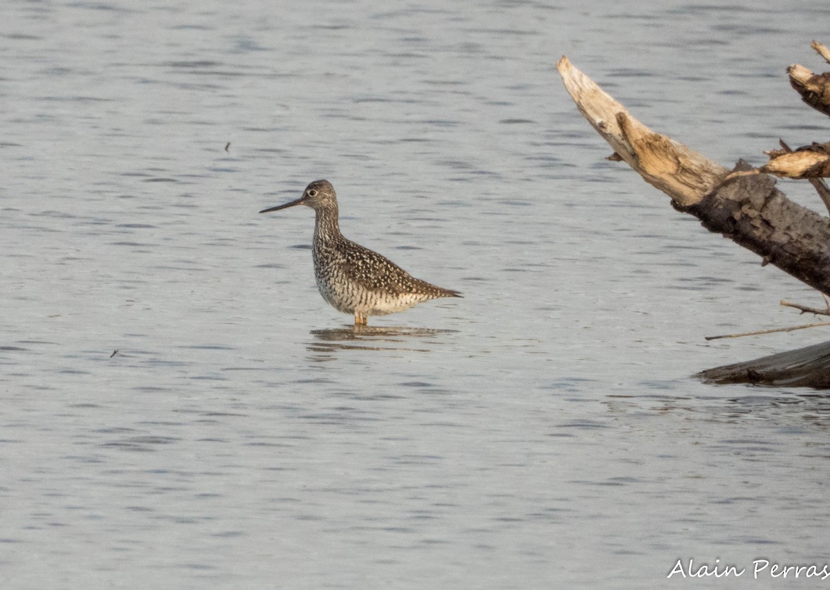 Greater Yellowlegs - ML635661638