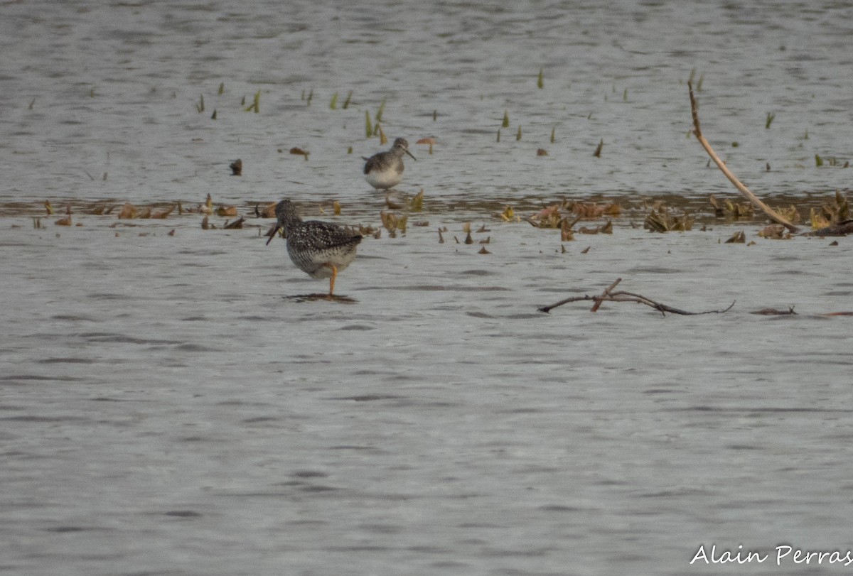 Greater Yellowlegs - ML635661639