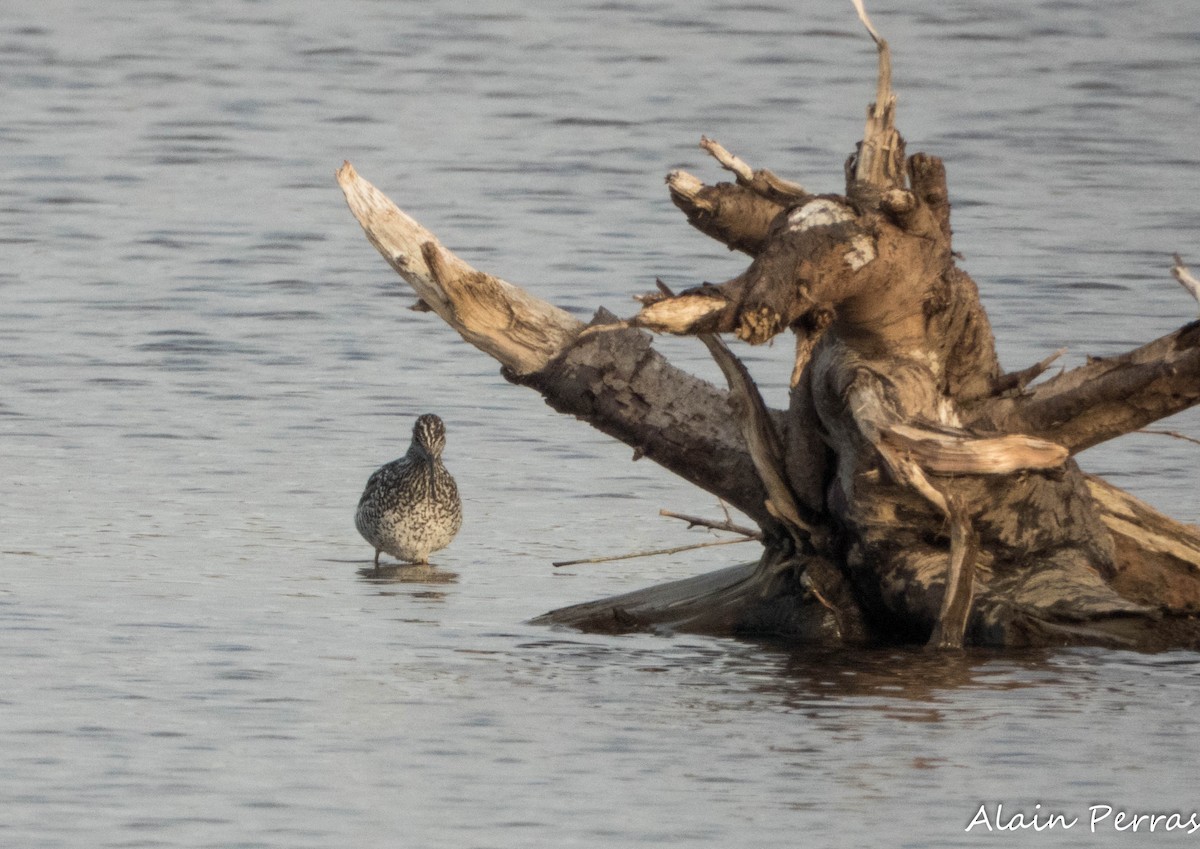 Greater Yellowlegs - ML635661640