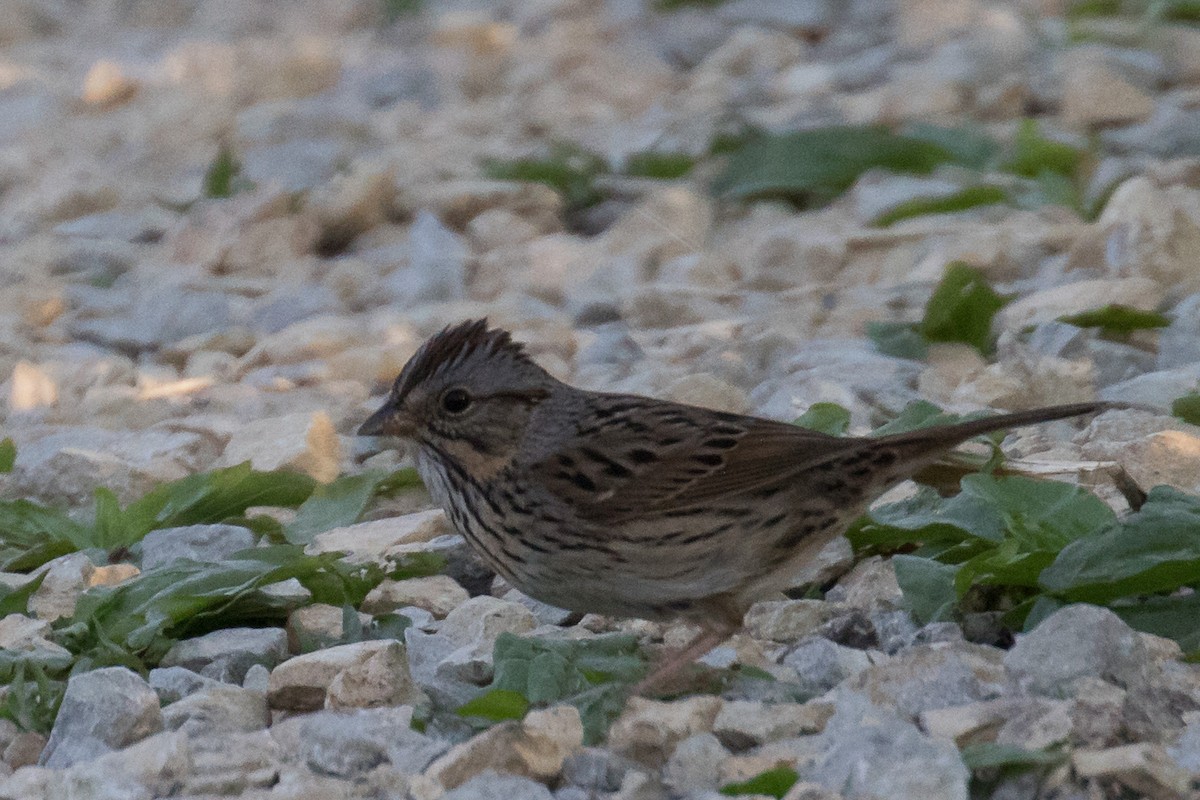 Lincoln's Sparrow - ML635661655