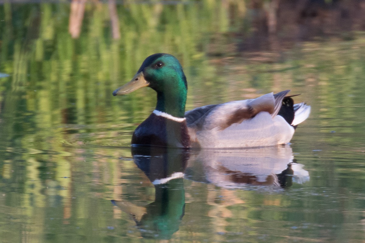 Mallard - ML635661672