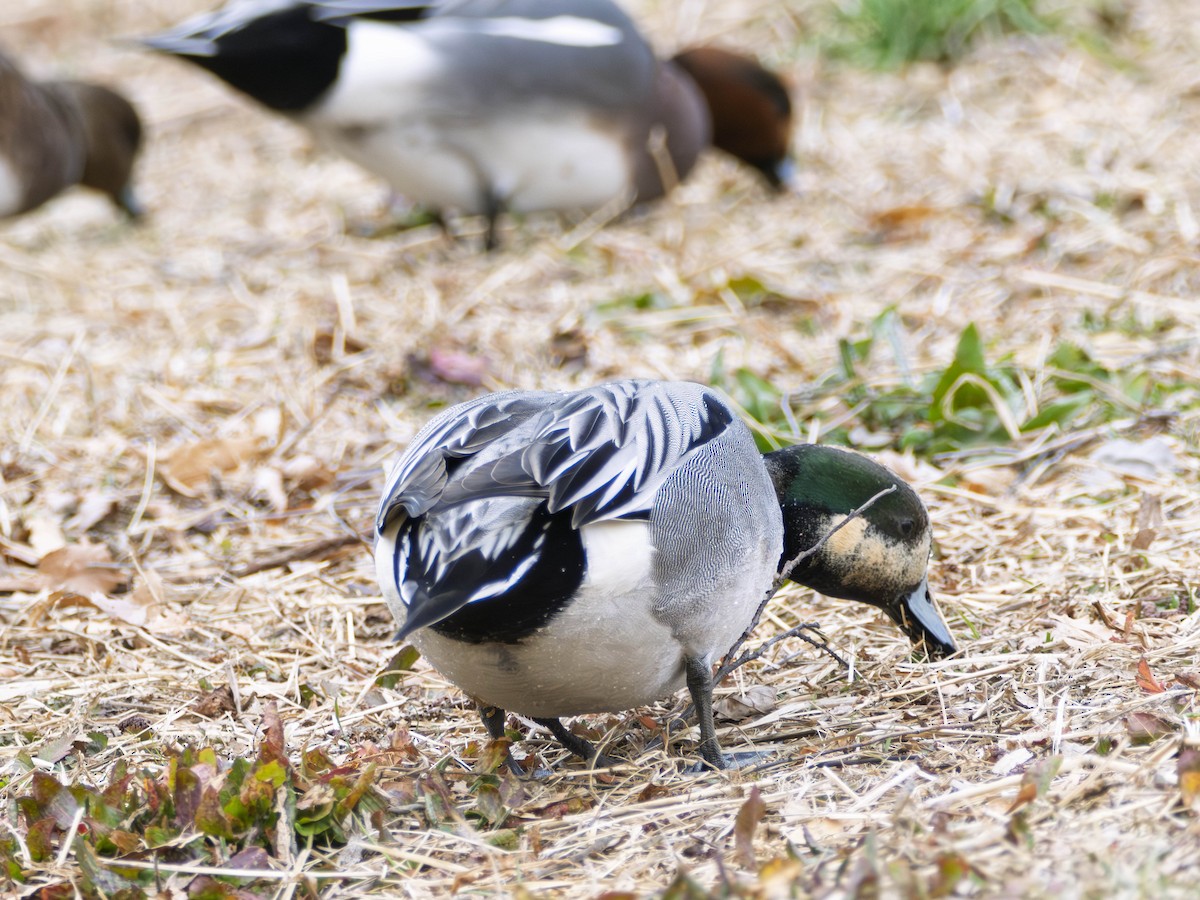 Зээрд алаг x Шовтгор алаг нугас (эрлийз) - ML635661691