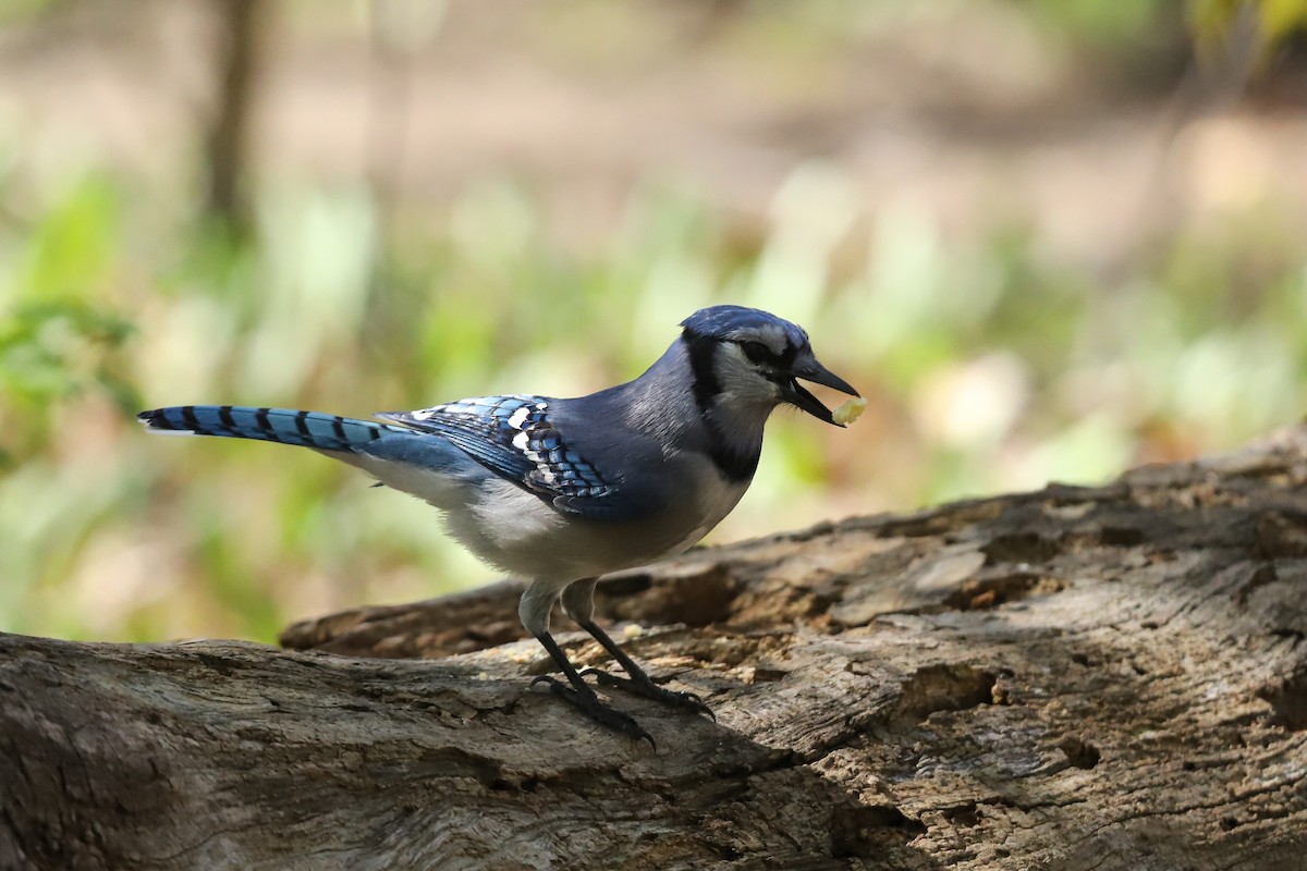 Blue Jay - ML635661706