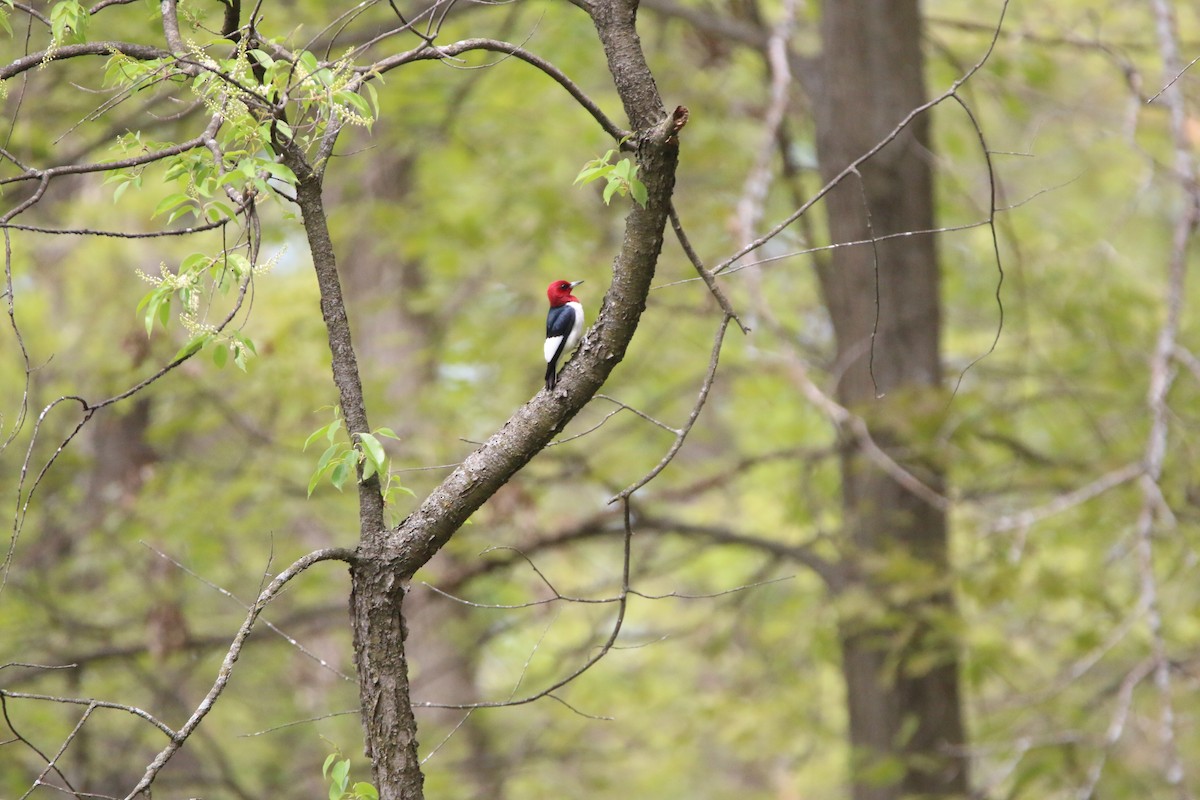 Red-headed Woodpecker - ML635661723