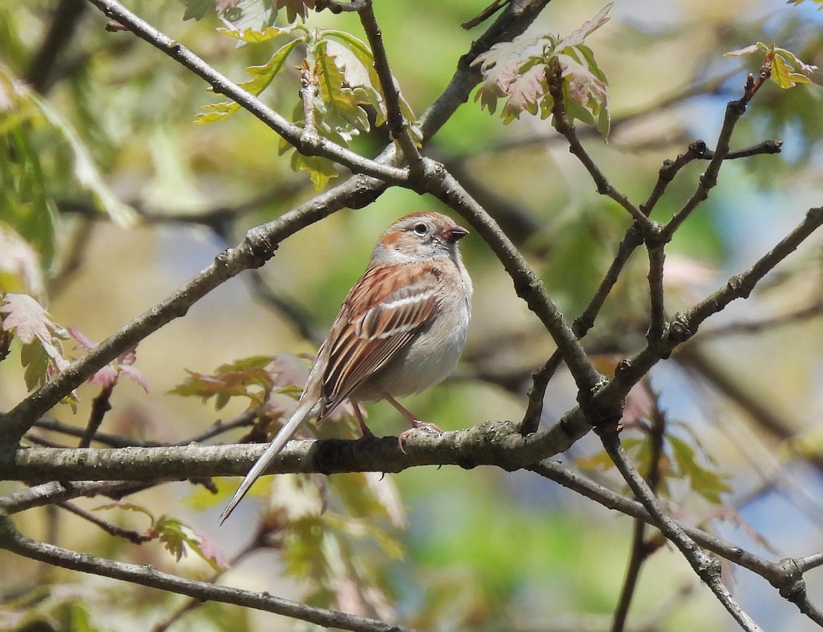 Field Sparrow - ML635661747