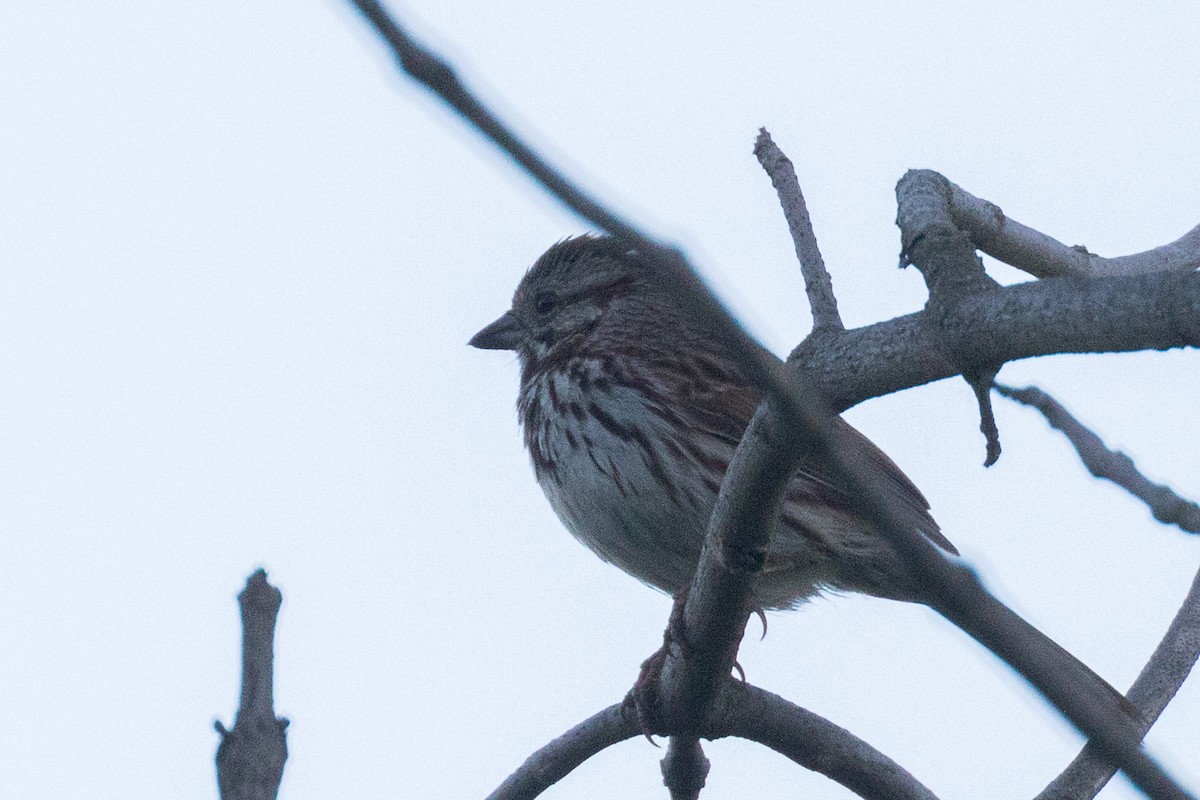 Song Sparrow - ML635661782