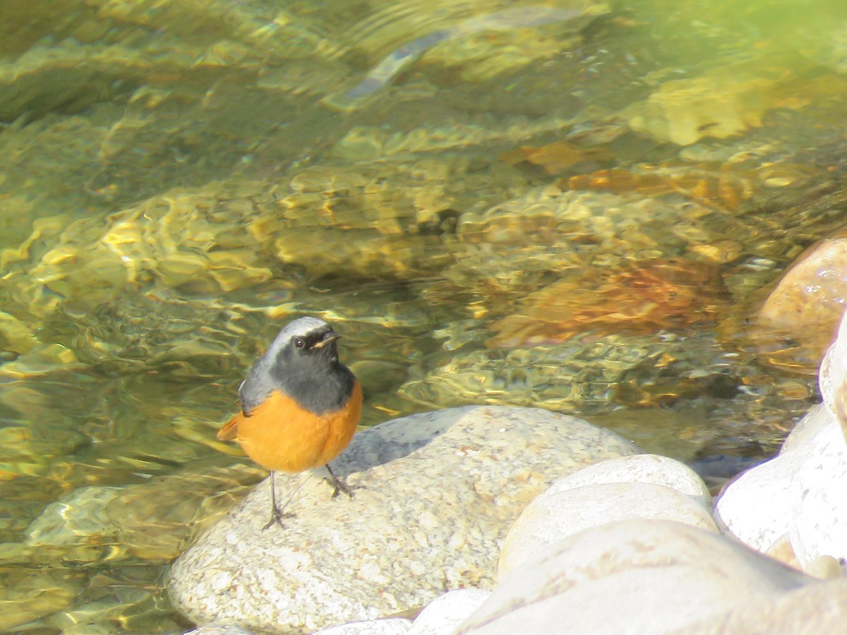 Hodgson's Redstart - ML635661797