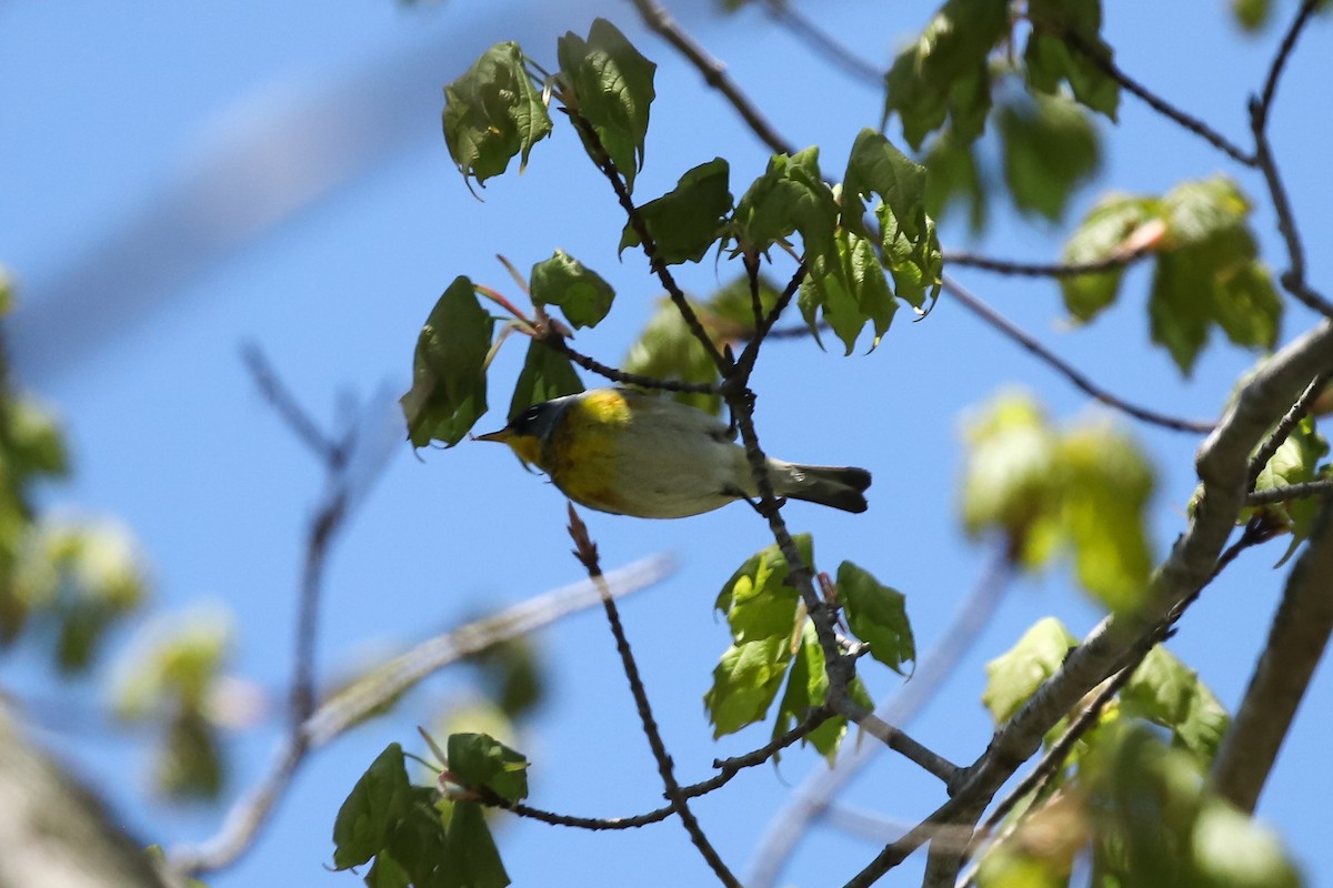 Northern Parula - ML635661840