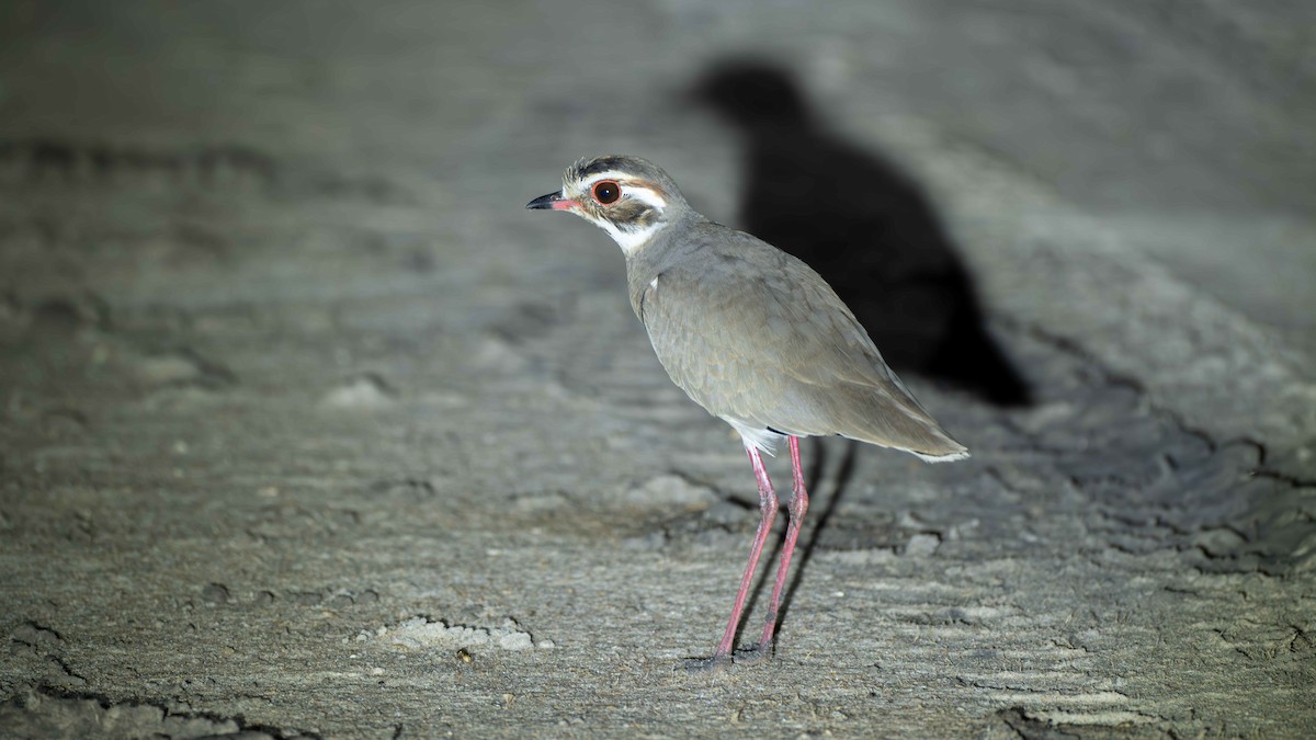 Bronze-winged Courser - ML635661882