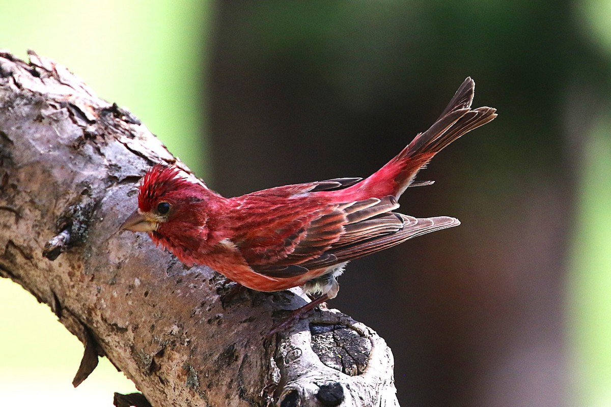 Purple Finch - ML635661886