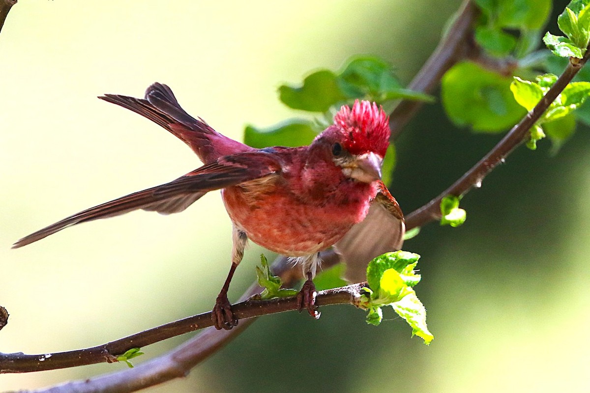 Purple Finch - ML635661893
