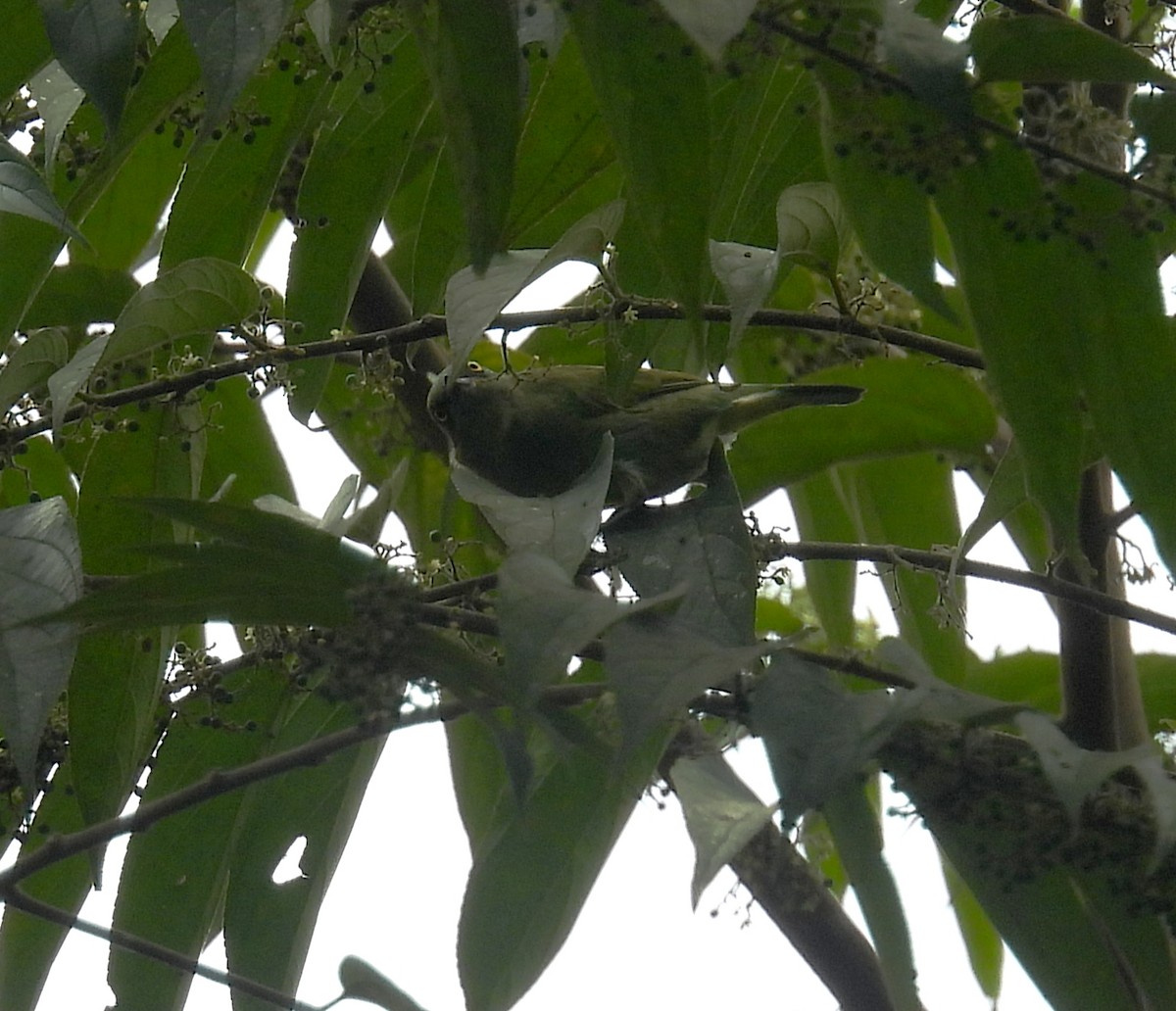 Viridian Dacnis - ML635661896