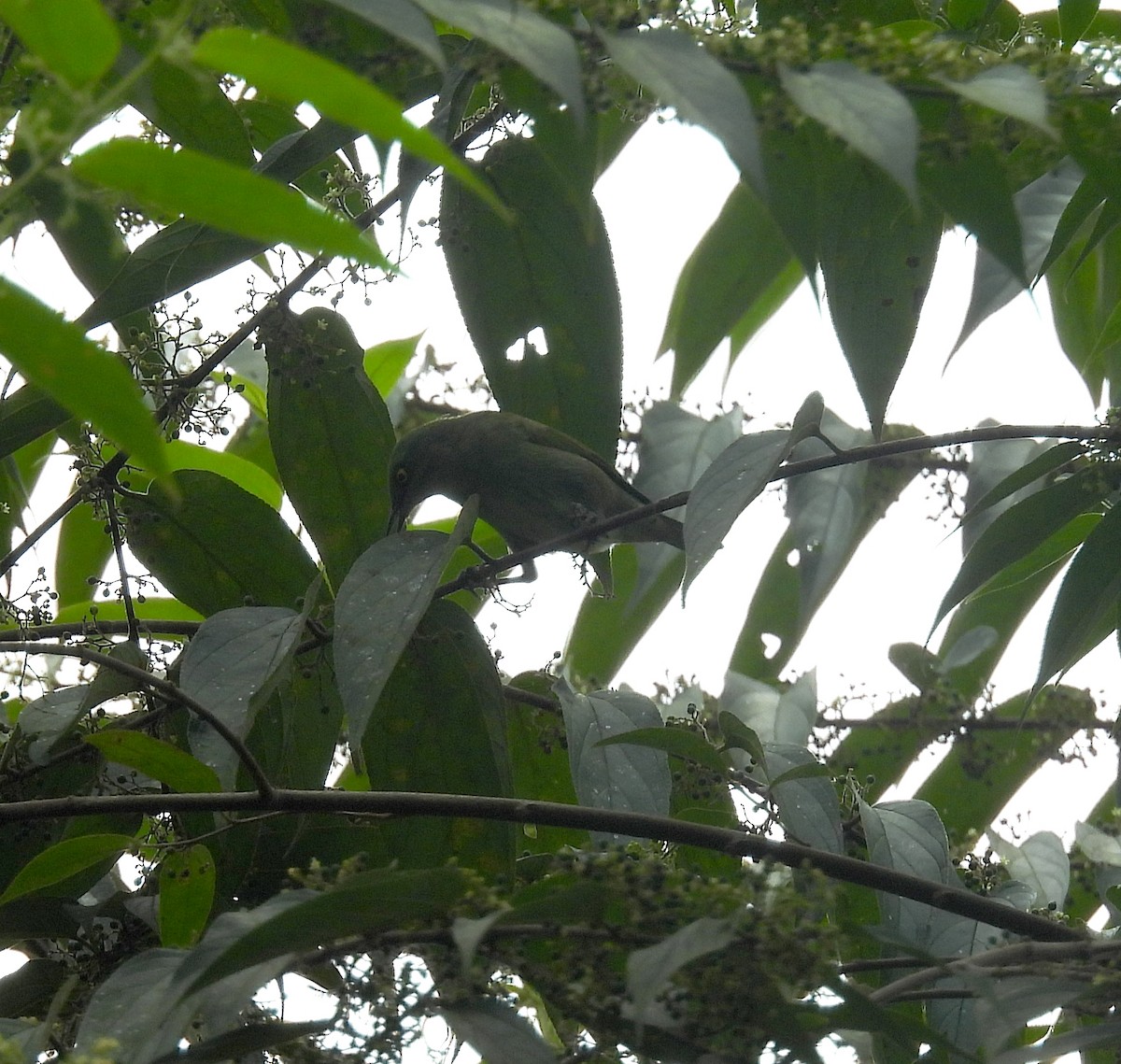Viridian Dacnis - ML635661897