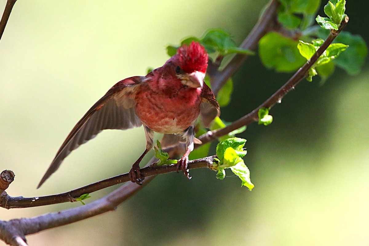 Purple Finch - ML635661900