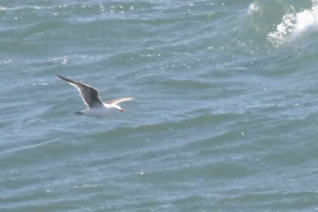 Western Gull - ML635661965