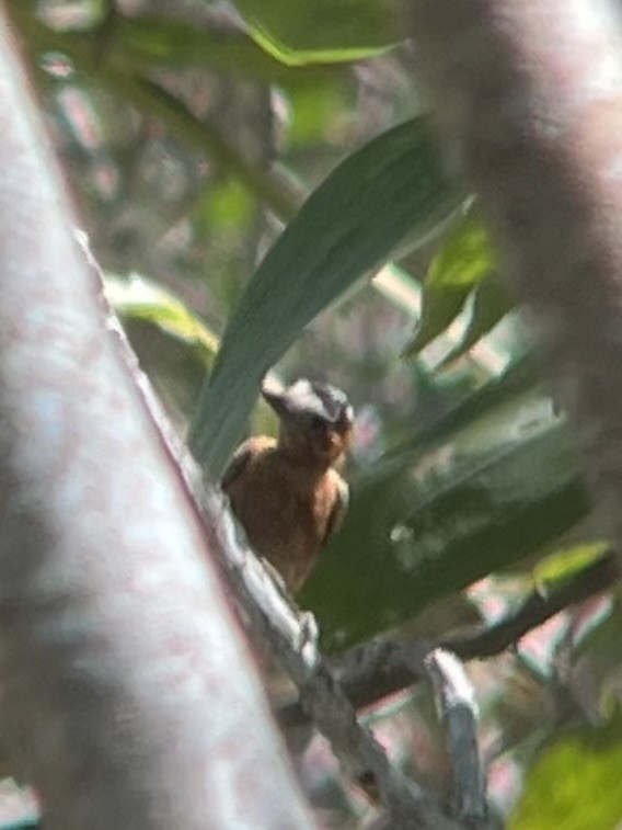 Chestnut Piculet - ML635662023