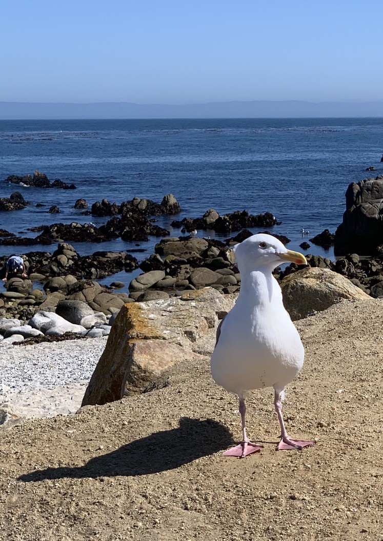 Western Gull - ML635662085