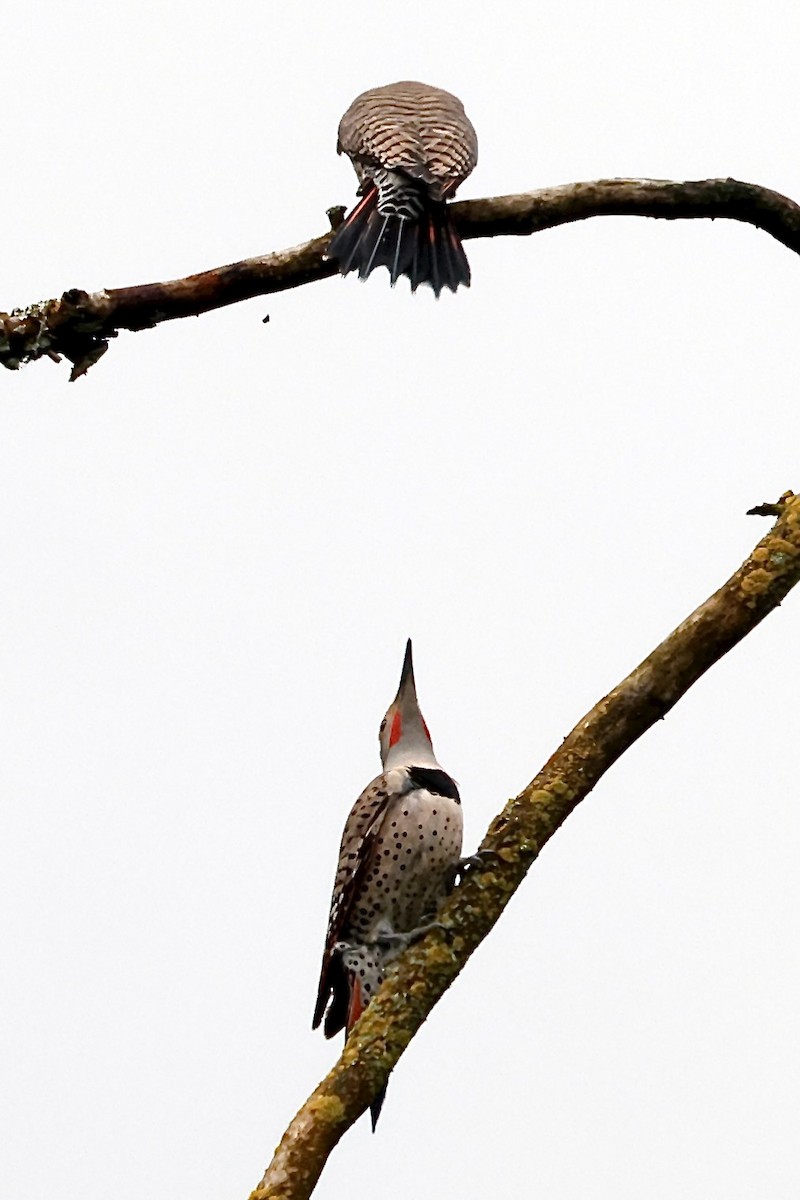Northern Flicker - ML635662100