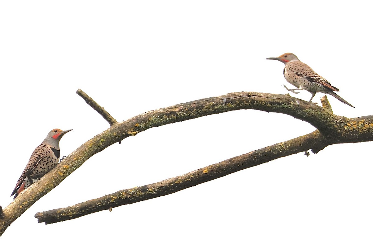 Northern Flicker - ML635662106