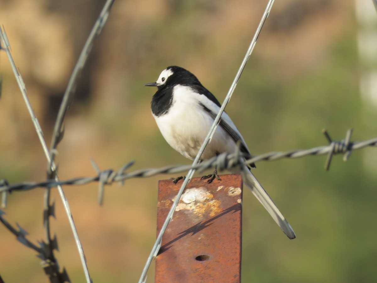 White Wagtail - ML635662108