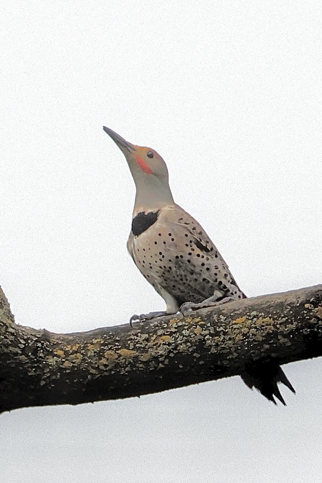 Northern Flicker - ML635662126