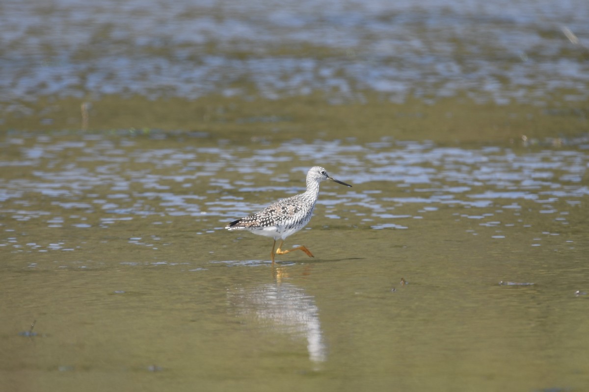 Greater Yellowlegs - ML635662168