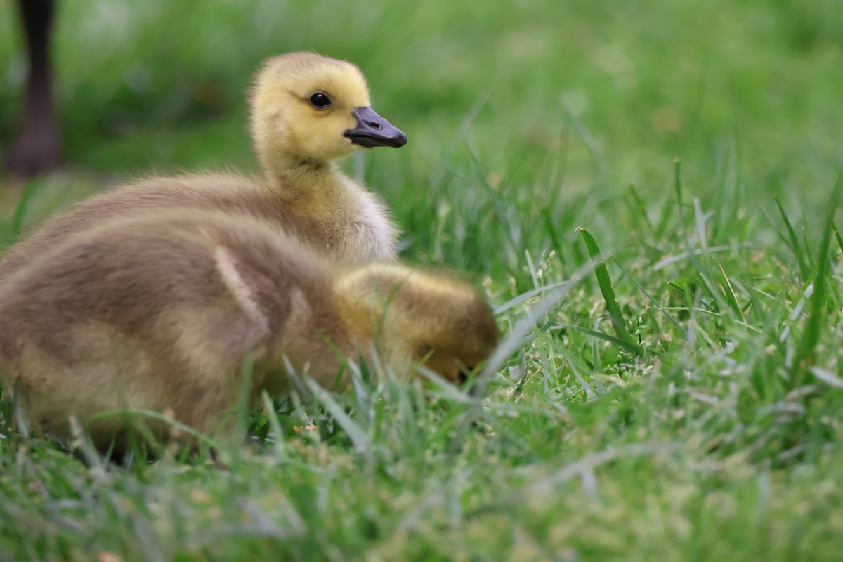 Canada Goose - ML635662207