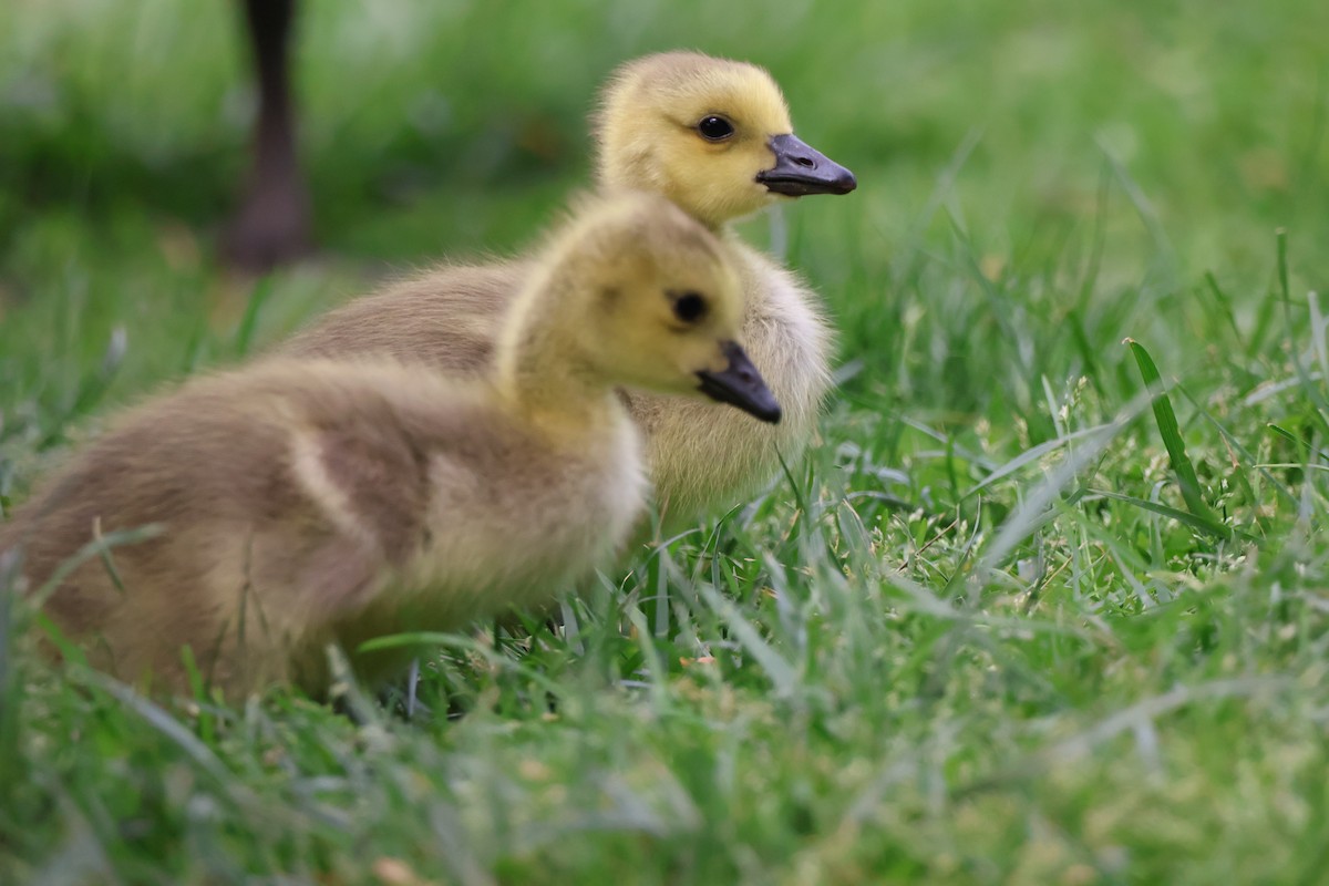 Canada Goose - ML635662216