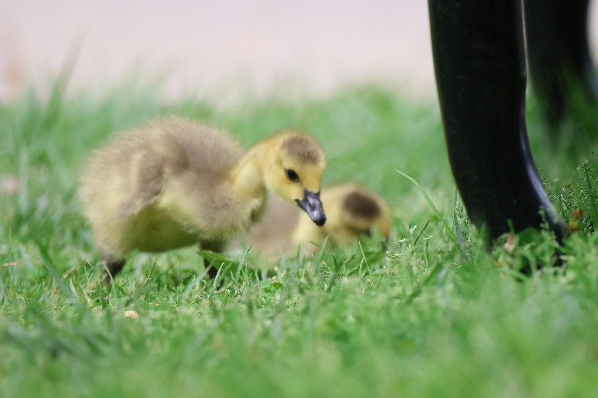 Canada Goose - ML635662218